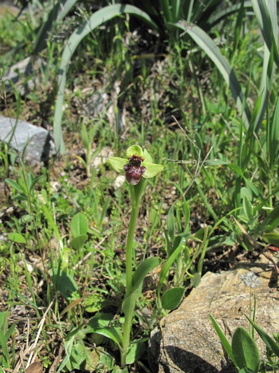 Ophrys bombyliflora